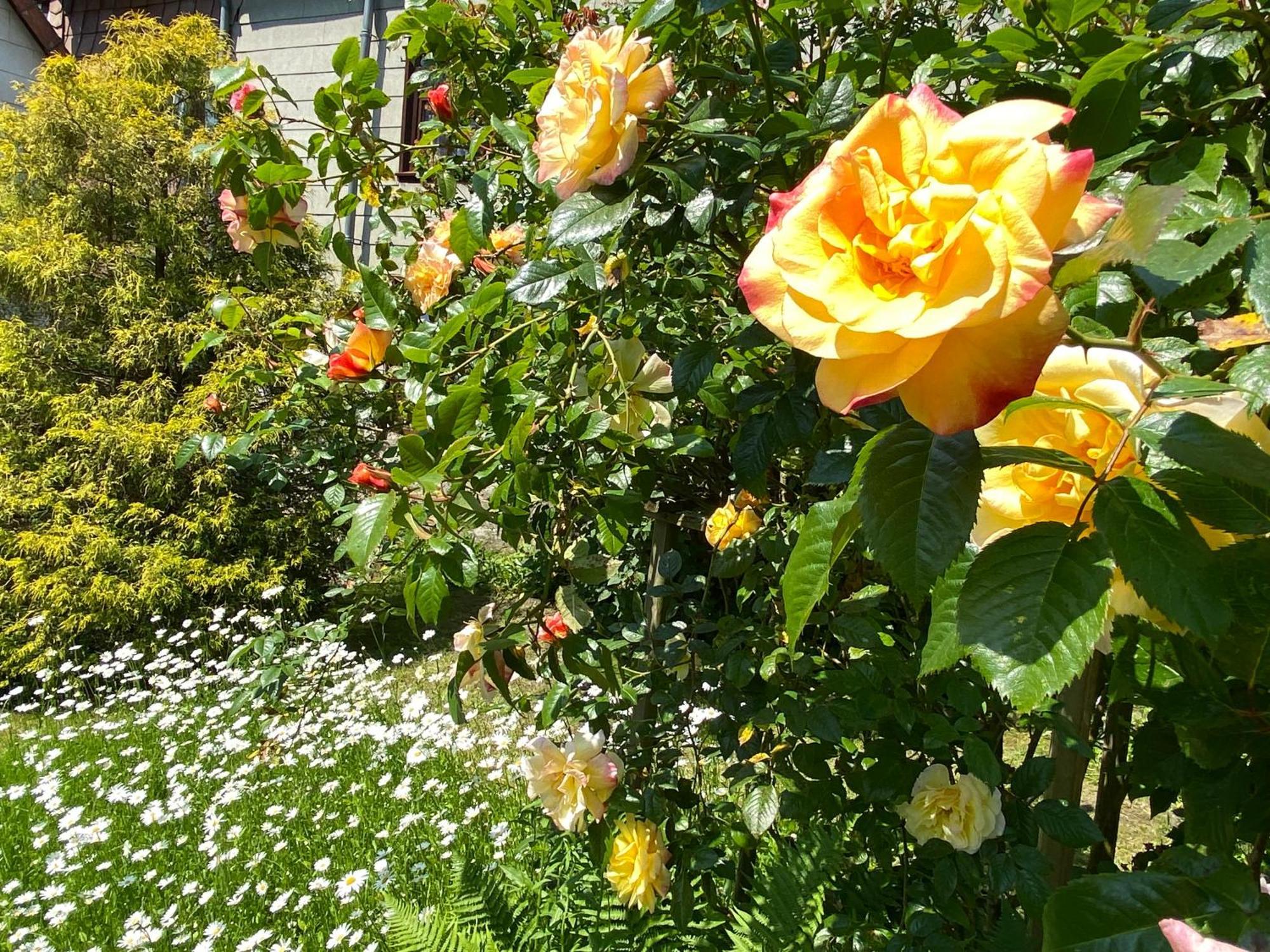 Reisekultouren Apartments Detmold Luaran gambar